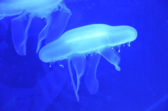 Meduse al Sea life di Jesolo