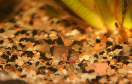 Il piccolo Corydoras Panda