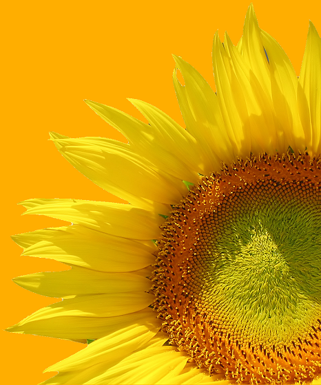 Un girasole scontornato con Gimp