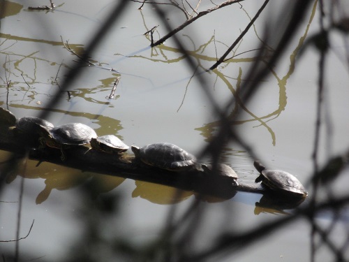 Tartarughe in file indiana nel parco