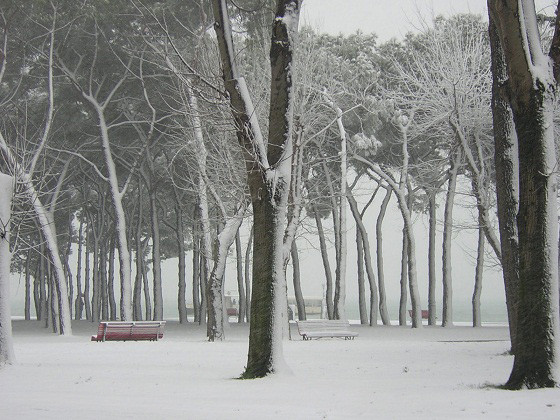 La pineta di Sant'Elena imbiancata dalla neve