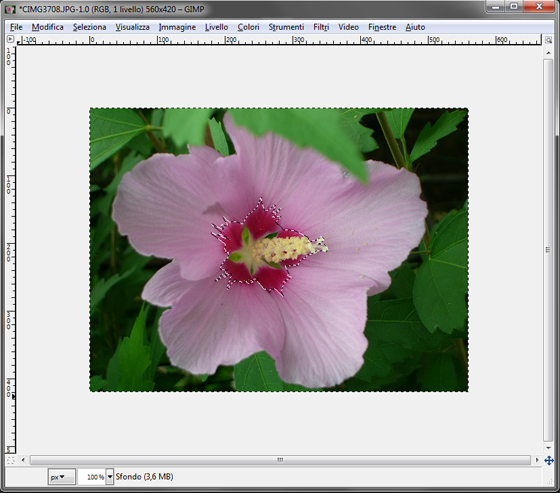 L'area selezionata con Gimp