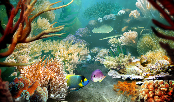 La schermata di Tropical Fish 3D