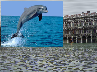 Il delfino importato come livello