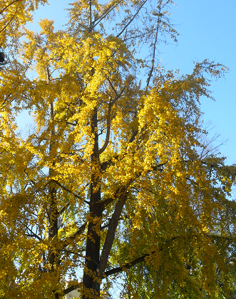 L'albero dorato