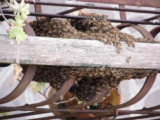 Ecco le api indaffarate