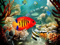 Tropical Fish 3D screen saver